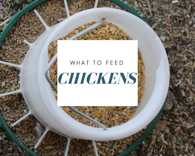 What to Feed Chickens